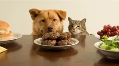 Prečo nemôže kŕmiť psa zo stola